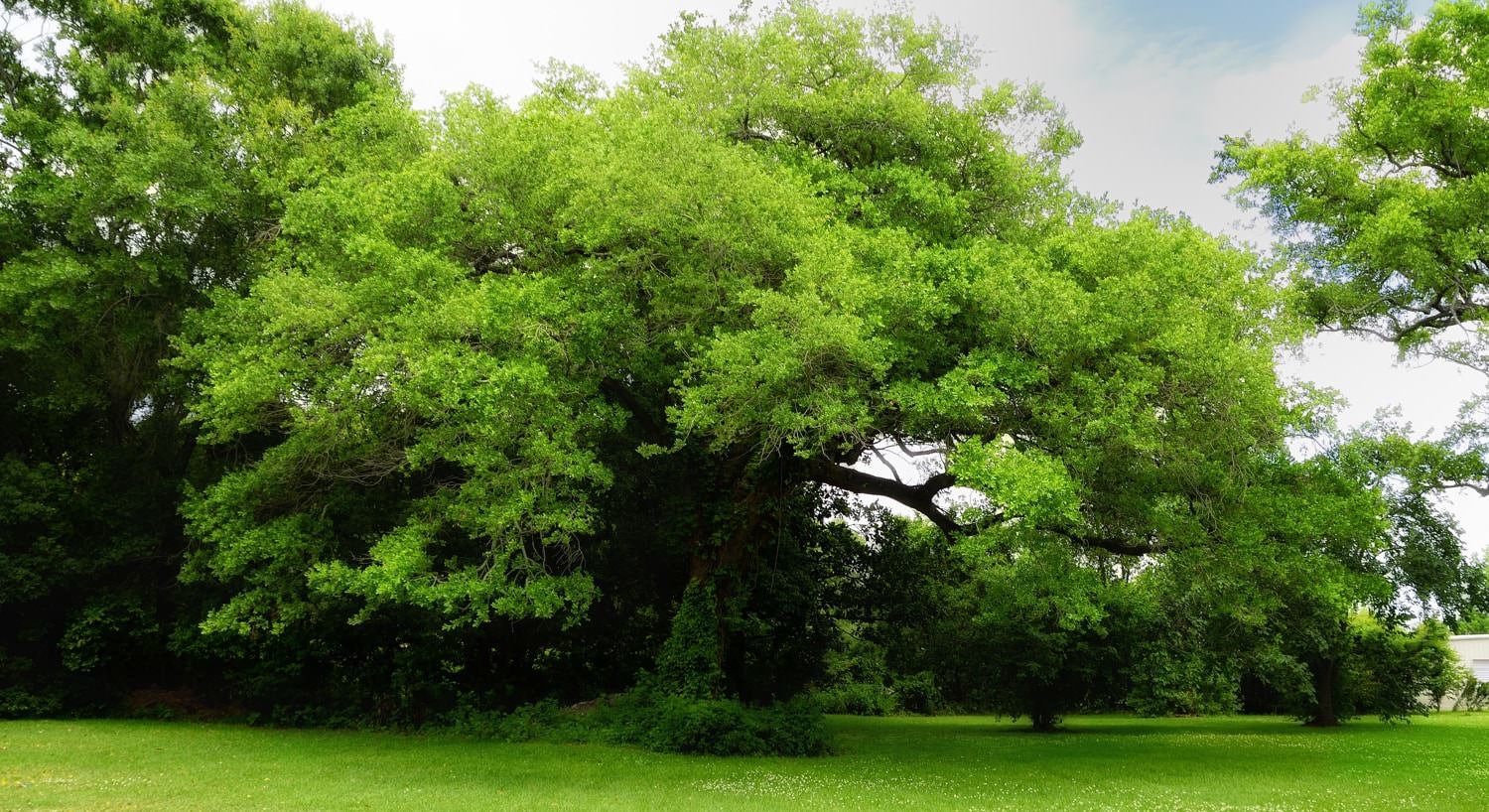 Gorgeous lush green trees surrounded by green grassy lawn