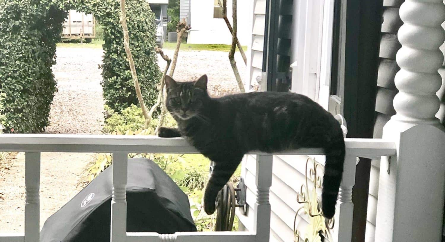 Pretty kitty sitting on the ledge of the porch railing