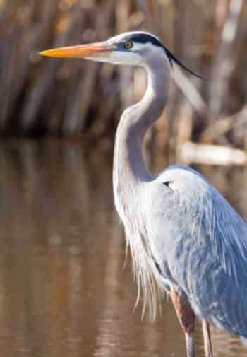 Great blue heron standing by the water